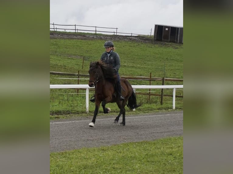 Icelandic Horse Mare 8 years 12,3 hh Brown in Emmendingen