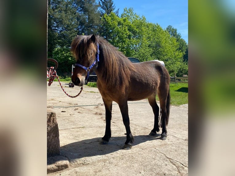 Icelandic Horse Mare 8 years 12,3 hh Brown in Emmendingen