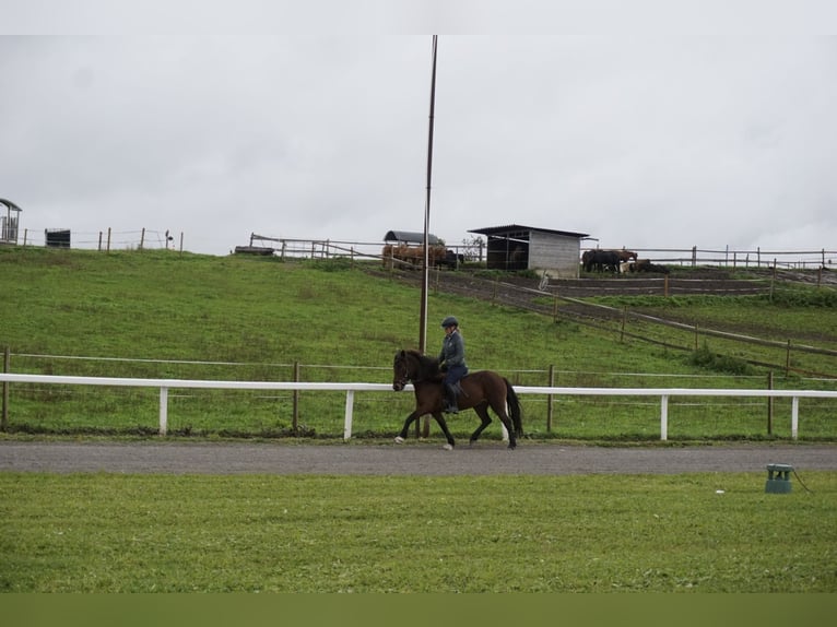 Icelandic Horse Mare 8 years 12,3 hh Brown in Emmendingen