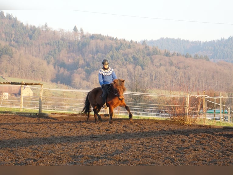 Icelandic Horse Mare 8 years 12,3 hh Brown in Emmendingen