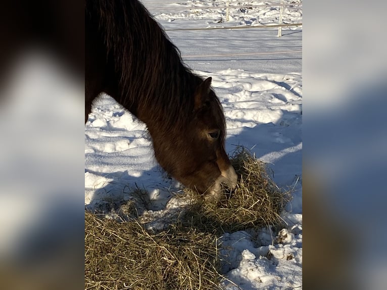 Icelandic Horse Mix Mare 8 years 13,1 hh Brown in Aalen