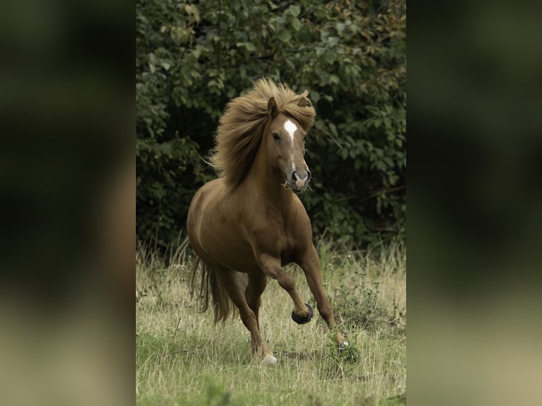 Icelandic Horse Mare 8 years 13.1 hh Chestnut-Red in Arnstadt