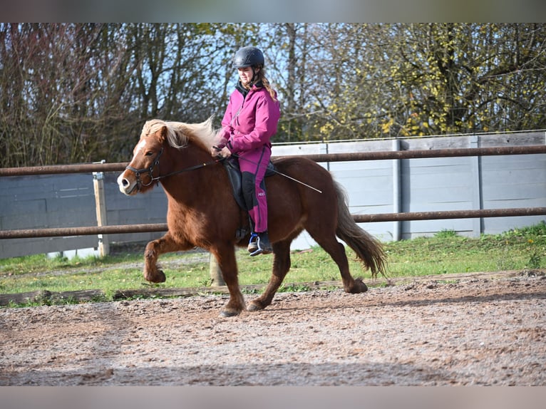 Icelandic Horse Mare 8 years 13,1 hh Chestnut-Red in Fronreute