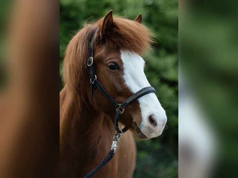 Icelandic Horse Mare 8 years 13,1 hh Chestnut-Red in Rosenberg