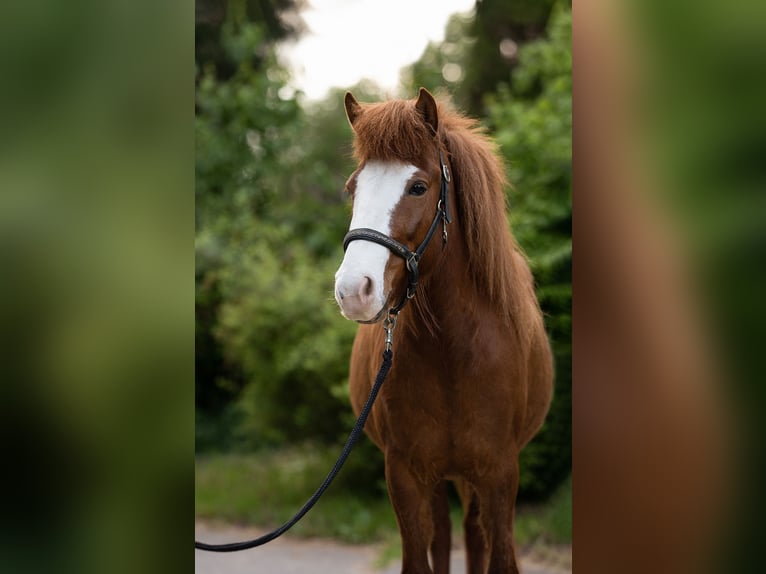 Icelandic Horse Mare 8 years 13,1 hh Chestnut-Red in Rosenberg