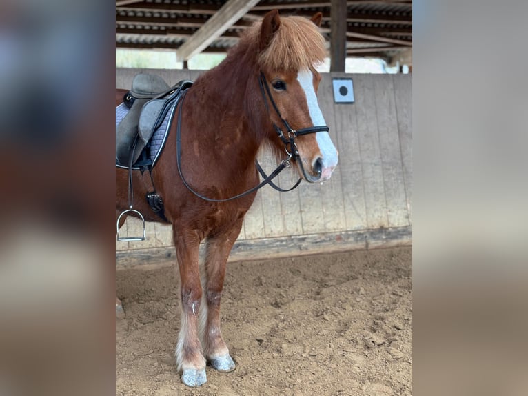 Icelandic Horse Mare 8 years 13.1 hh Chestnut-Red in Künzell