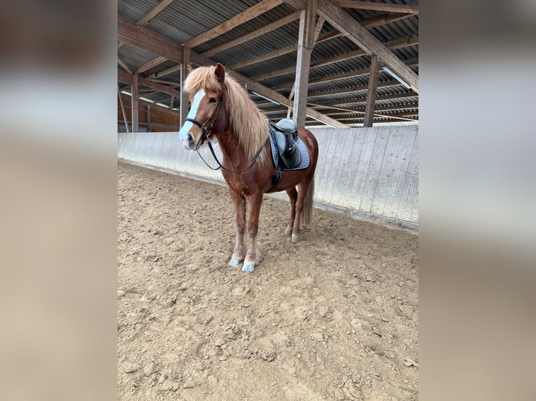 Icelandic Horse Mare 8 years 13.1 hh Chestnut-Red in Künzell