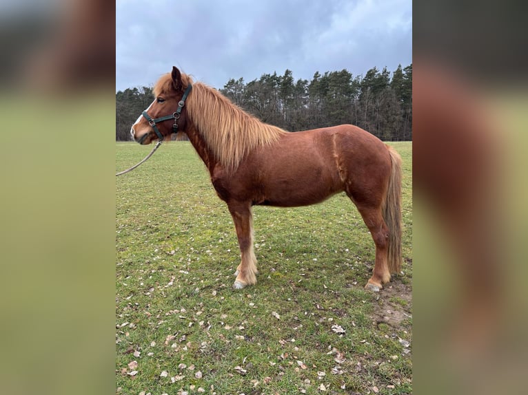 Icelandic Horse Mare 8 years 13.1 hh Chestnut-Red in Künzell
