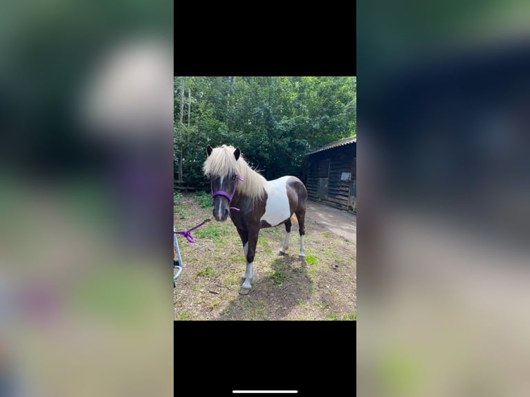 Icelandic Horse Mare 8 years 13,1 hh Pinto in Persingen