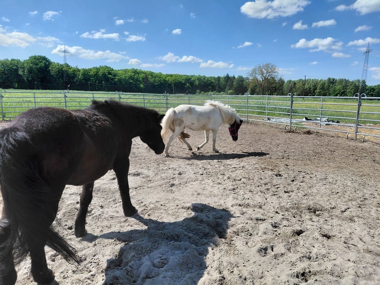 Icelandic Horse Mare 8 years 13.1 hh Pinto in Kandel