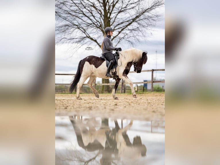 Icelandic Horse Mare 8 years 13,1 hh Pinto in Grevenbroich