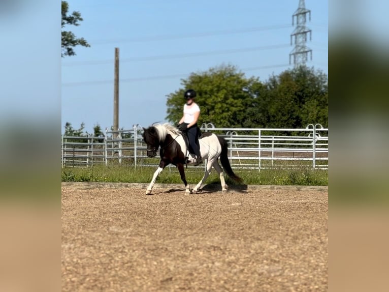 Icelandic Horse Mare 8 years 13,1 hh Pinto in Grevenbroich