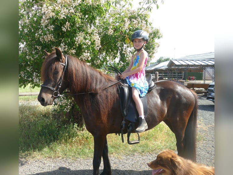 Icelandic Horse Mare 8 years 13.2 hh Black in Euskirchen