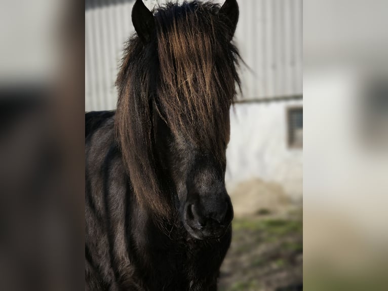 Icelandic Horse Mare 8 years 13.2 hh Black in Wachtberg