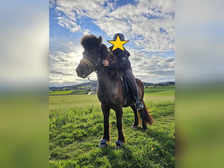 Icelandic Horse Mare 8 years 13,2 hh Black in Erlenbach im Simmental