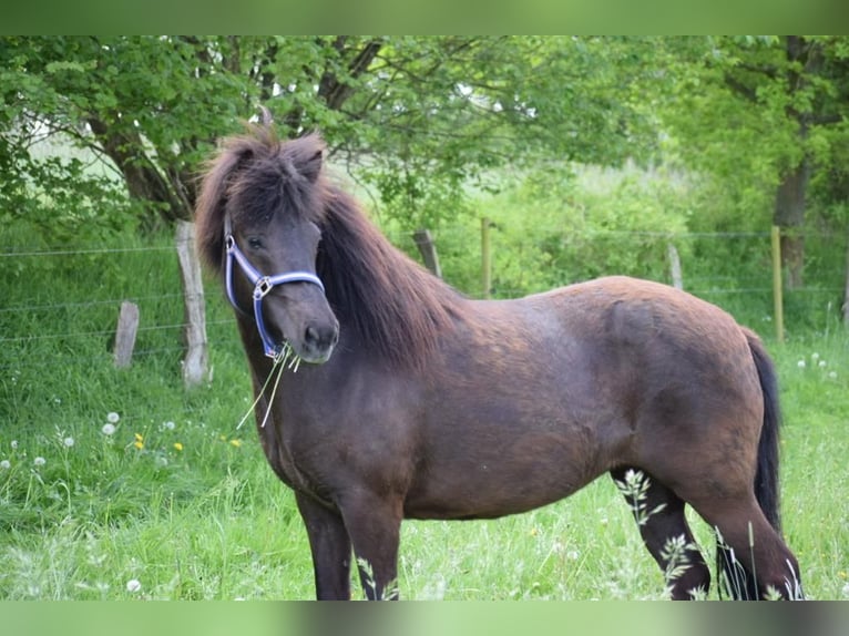 Icelandic Horse Mare 8 years 13,2 hh Brown in Blunk