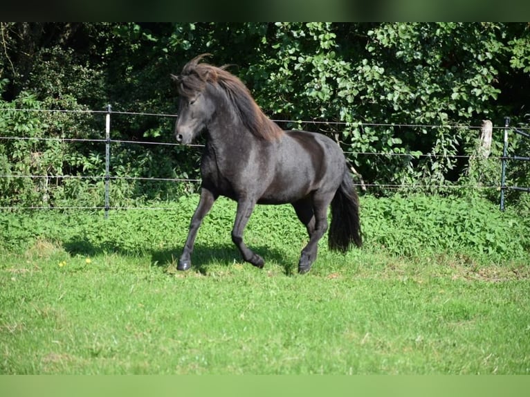 Icelandic Horse Mare 8 years 13,2 hh Brown in Blunk