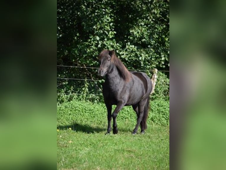 Icelandic Horse Mare 8 years 13,2 hh Brown in Blunk