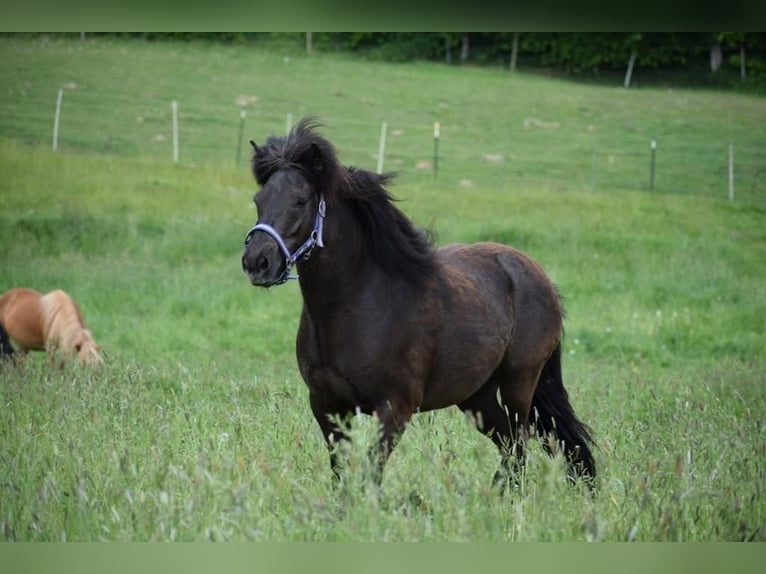 Icelandic Horse Mare 8 years 13,2 hh Brown in Blunk