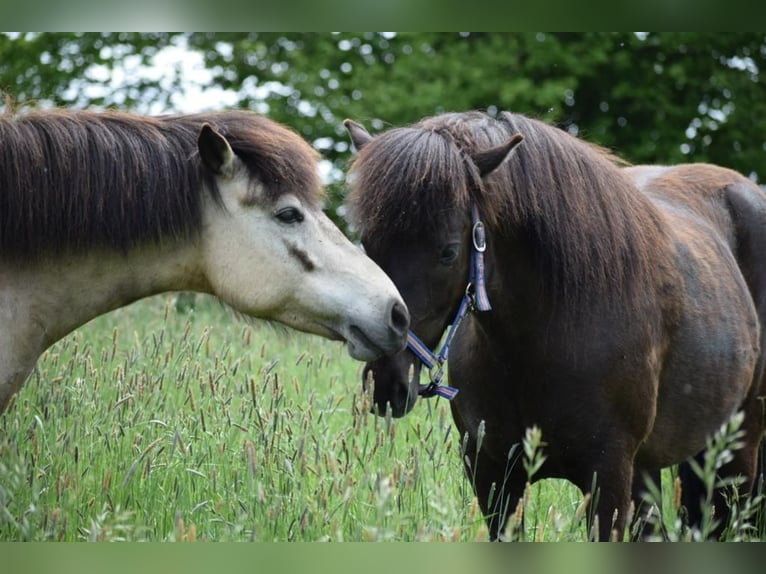 Icelandic Horse Mare 8 years 13,2 hh Brown in Blunk