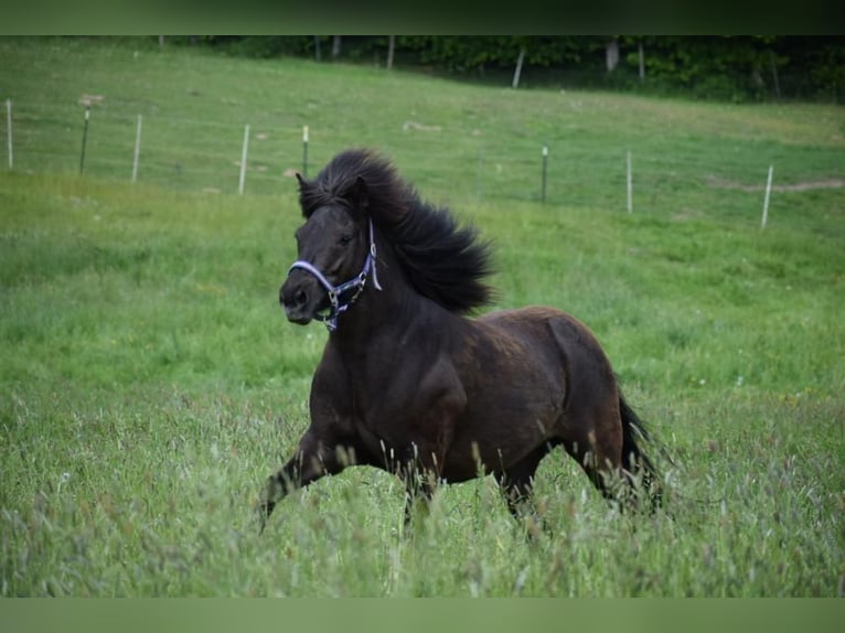 Icelandic Horse Mare 8 years 13,2 hh Brown in Blunk