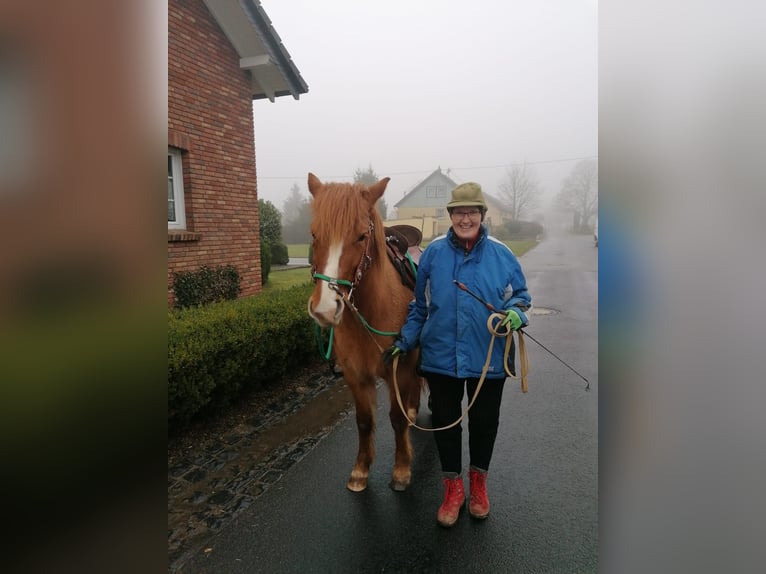 Icelandic Horse Mix Mare 8 years 13.2 hh Brown in Cretas