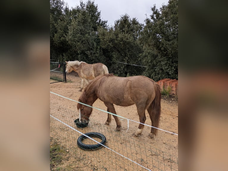 Icelandic Horse Mix Mare 8 years 13.2 hh Brown in Cretas