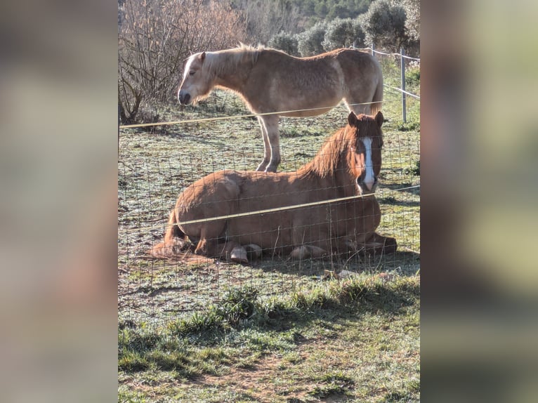 Icelandic Horse Mix Mare 8 years 13.2 hh Brown in Cretas