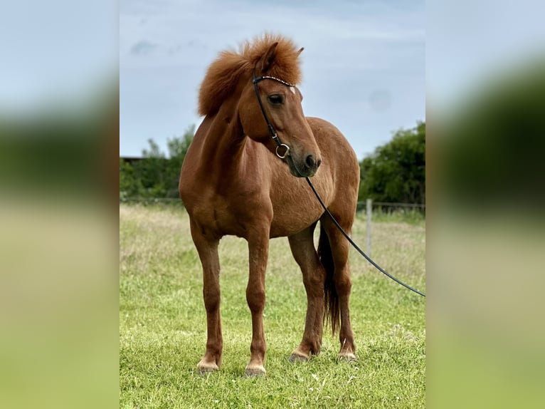 Icelandic Horse Mare 8 years 13.2 hh Chestnut-Red in Hohenfelde