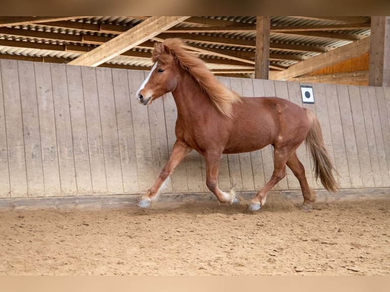 Icelandic Horse Mare 8 years 13.2 hh Chestnut-Red in Künzell