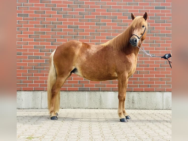 Icelandic Horse Mare 8 years 13,2 hh Chestnut-Red in Zweibrücken