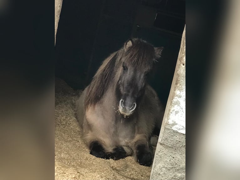 Icelandic Horse Mare 8 years 13,2 hh Dun in Hochdorf