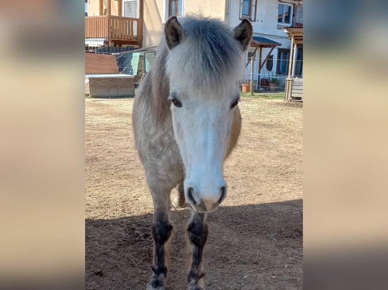 Icelandic Horse Mare 8 years 13,2 hh Gray in Stockach