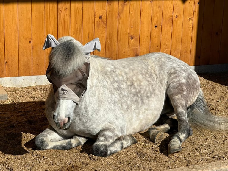 Icelandic Horse Mare 8 years 13,2 hh Gray in Stockach