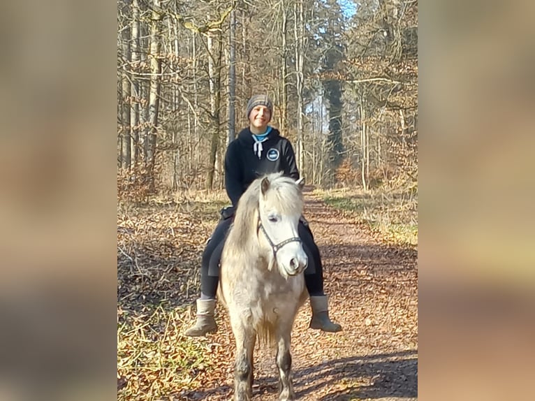 Icelandic Horse Mare 8 years 13,2 hh Gray in Stockach