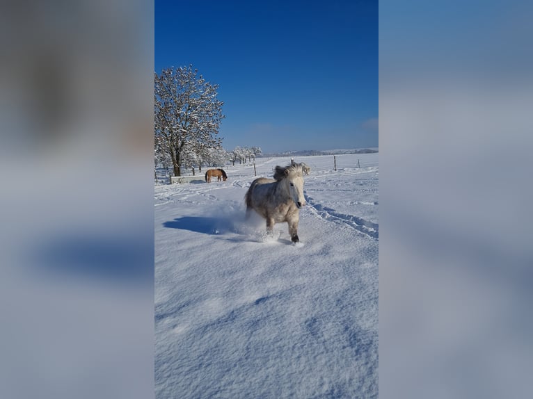 Icelandic Horse Mare 8 years 13,2 hh Gray in Stockach