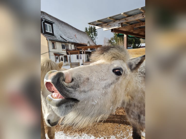 Icelandic Horse Mare 8 years 13,2 hh Gray in Stockach