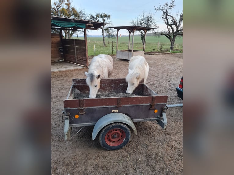 Icelandic Horse Mare 8 years 13,2 hh Gray in Stockach