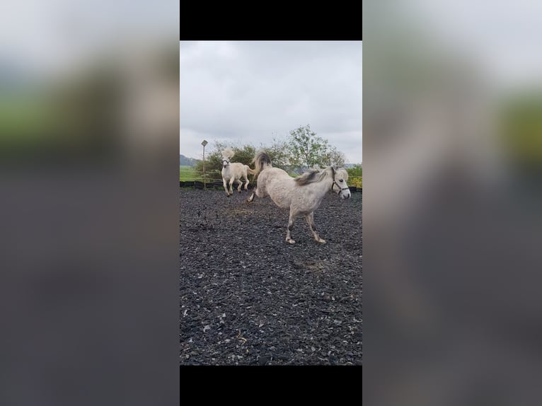 Icelandic Horse Mare 8 years 13,2 hh Gray in Stockach