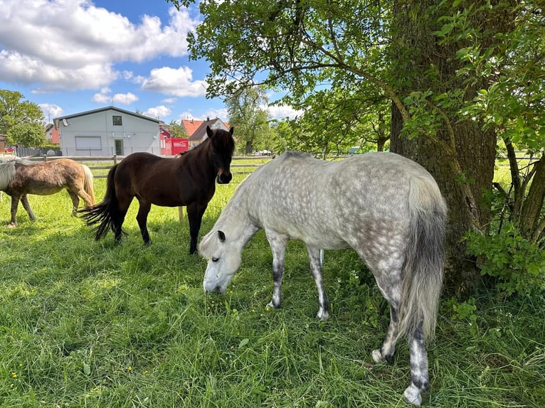 Icelandic Horse Mare 8 years 13,2 hh Gray in Stockach