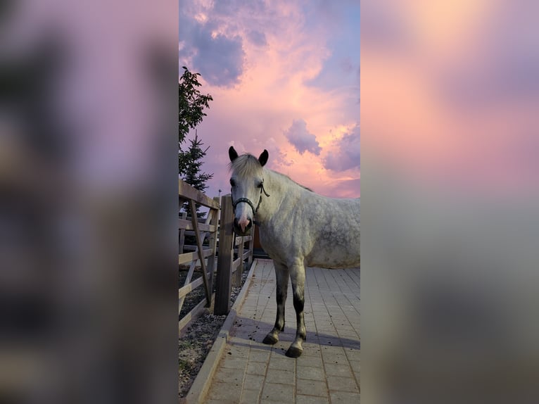 Icelandic Horse Mare 8 years 13,2 hh Gray in Stockach