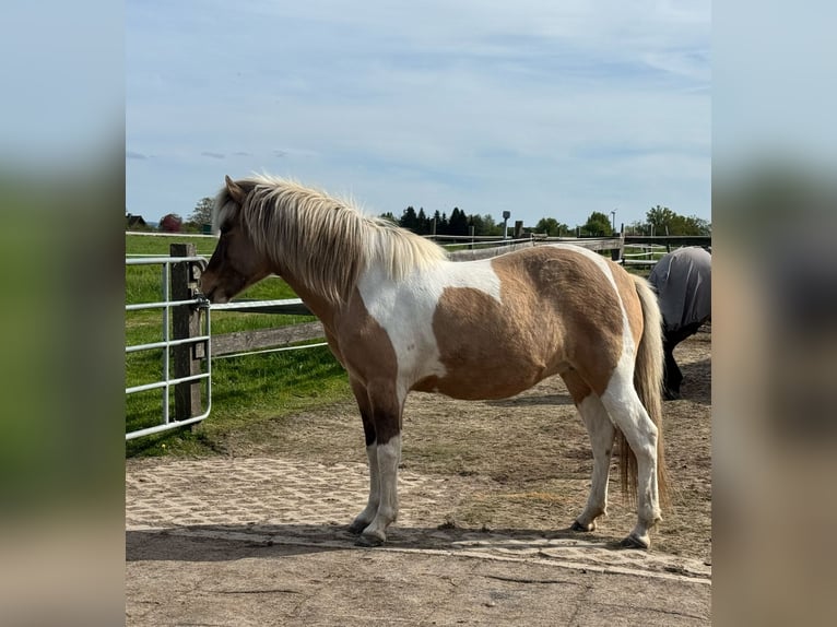 Icelandic Horse Mare 8 years 13.2 hh Pinto in Petershagen