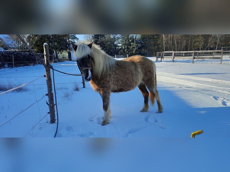 Icelandic Horse Mare 8 years 13,2 hh Pinto in Allersberg