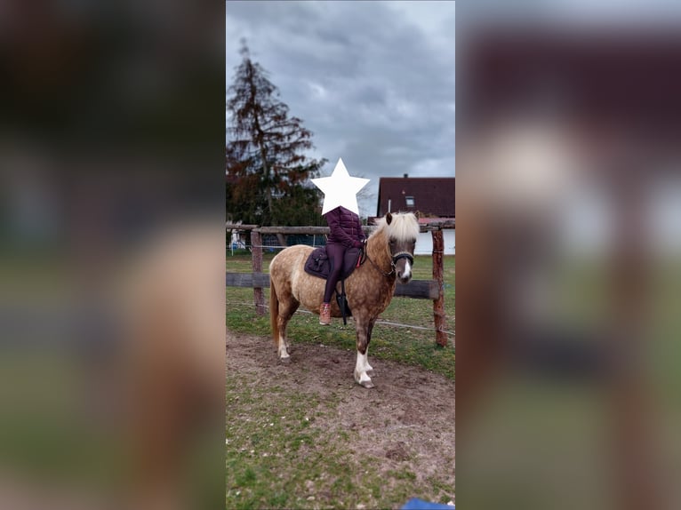 Icelandic Horse Mare 8 years 13,2 hh Pinto in Allersberg