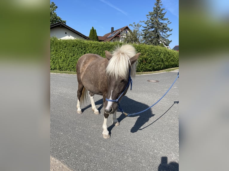 Icelandic Horse Mare 8 years 13,2 hh Pinto in Allersberg