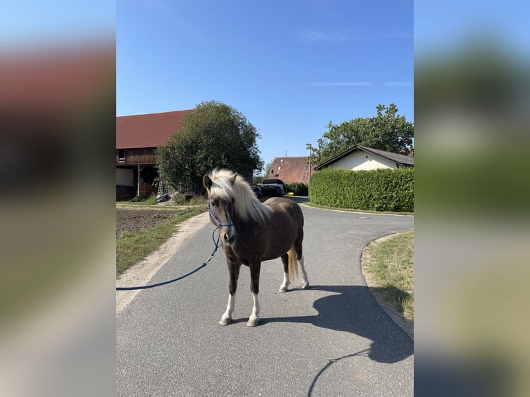 Icelandic Horse Mare 8 years 13,2 hh Pinto in Allersberg