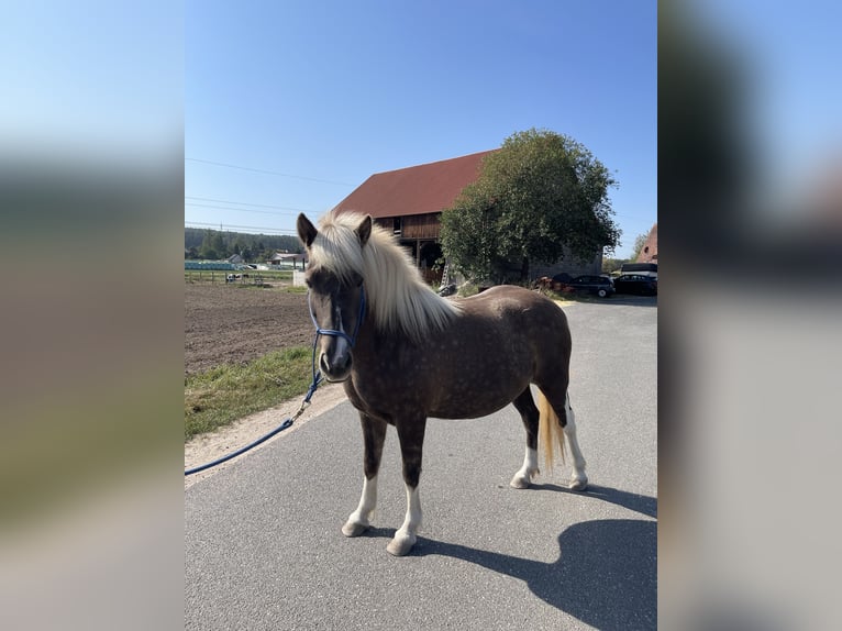 Icelandic Horse Mare 8 years 13,2 hh Pinto in Allersberg