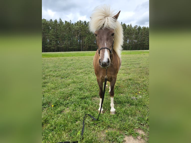 Icelandic Horse Mare 8 years 13,2 hh Pinto in Allersberg