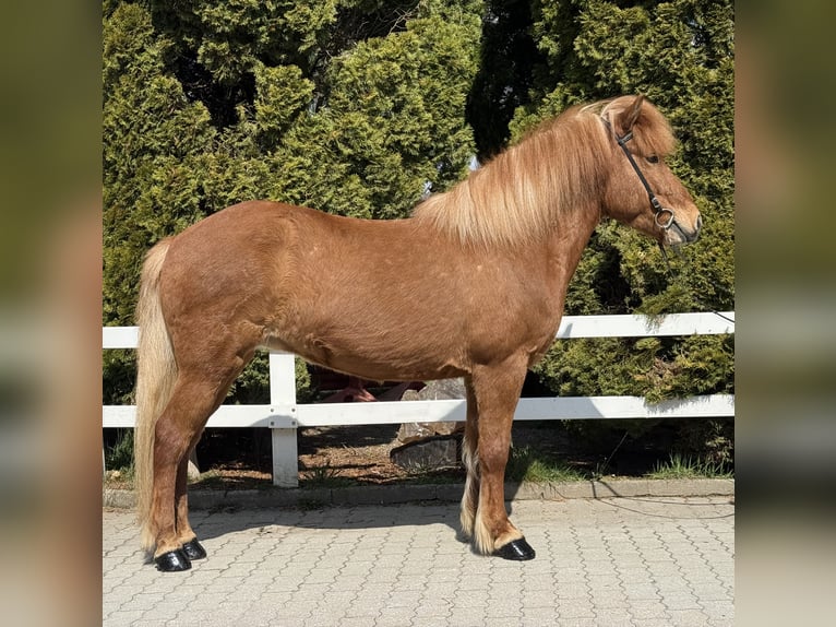 Icelandic Horse Mare 8 years 13.3 hh Chestnut-Red in Lochen am See