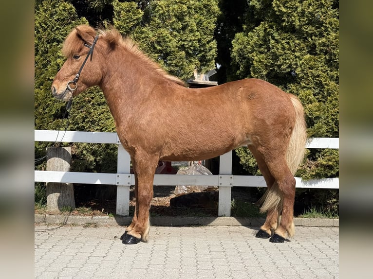Icelandic Horse Mare 8 years 13.3 hh Chestnut-Red in Lochen am See